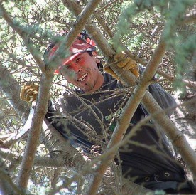 Harbourview Tree Experts | 6674 Rey Rd, Victoria, BC V8Y 1V2, Canada | Phone: (250) 704-9143