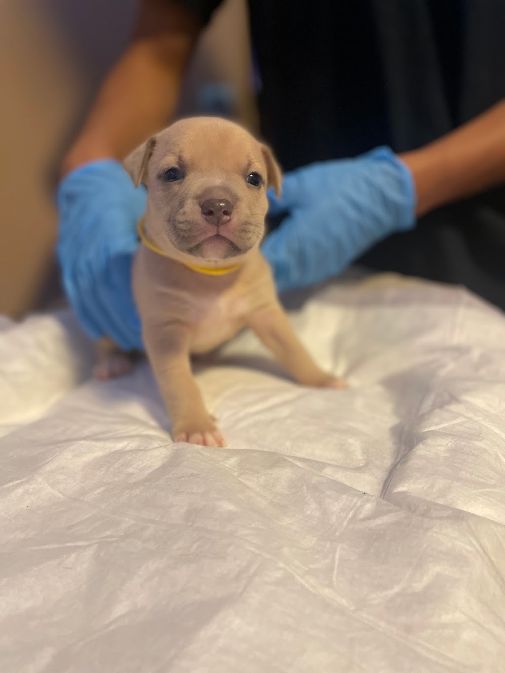 Alpha Centauri Kennels | Old Weston Rd, Toronto, ON M6N 3B3, Canada | Phone: (647) 989-4354