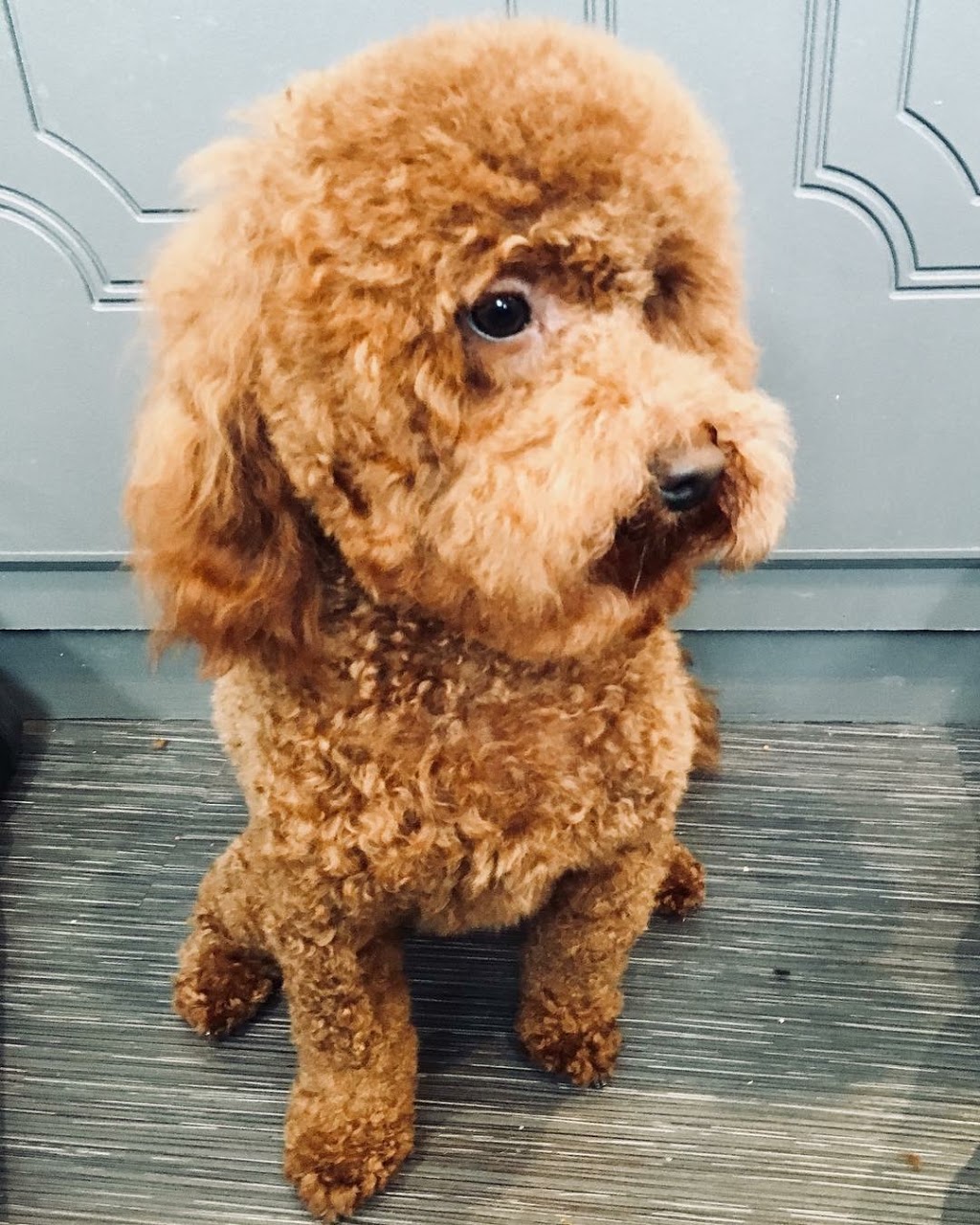 Abbotsford Dog & Cat Grooming | 34365 Old Yale Rd #34365, Abbotsford, BC V2S 2K6, Canada | Phone: (604) 859-3647