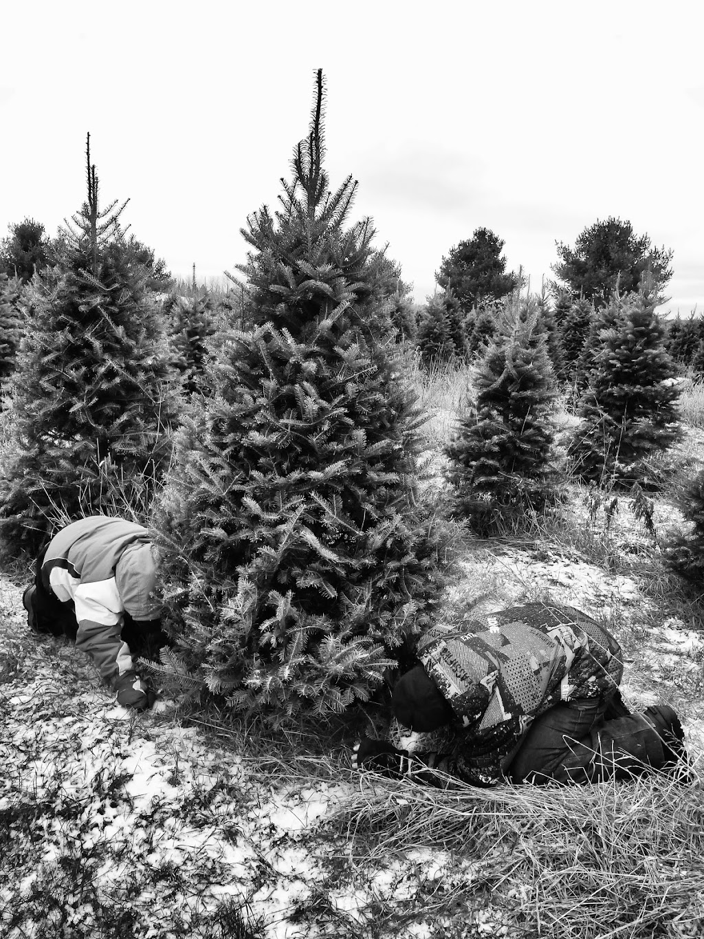Hadley Christmas Trees / Arbres de Noël | 1600 Chem. Vide Sac, Lachute, QC J8H 2C5, Canada | Phone: (450) 562-9726
