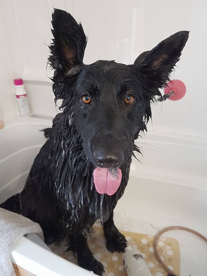 PetSmart | 544 Bayfield St, Barrie, ON L4M 5A2, Canada | Phone: (705) 739-1270