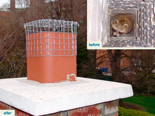 AAA Wildlife Control | 7228 Winston St, Burnaby, BC V5A 2G9, Canada | Phone: (604) 685-6888