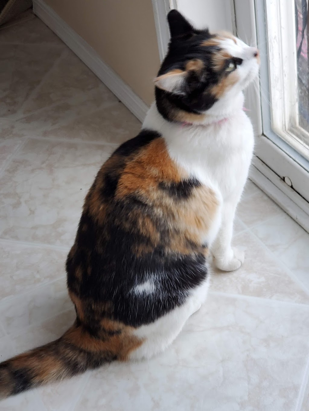 Lakeside Veterinary Clinic | 993 Fir St #79, Sherwood Park, AB T8A 4N5, Canada | Phone: (780) 467-6223