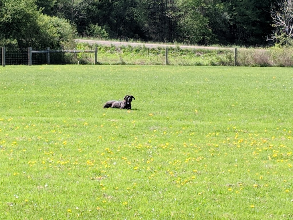 Kettle Creek Dog Park | 44070 Mapleton Line, St. Thomas, ON N5P 3T3, Canada