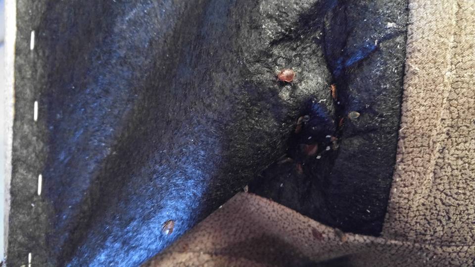 Shield Pest and Wildlife Control | 116 Jessie Robinson Cl N, Lethbridge, AB T1H 3Y8, Canada | Phone: (403) 593-4922