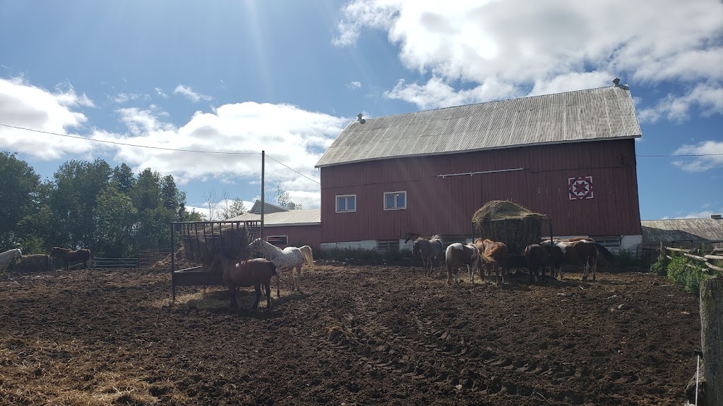 Stillbrook Riding Stables | 570 Woodside Rd, Keene, ON K0L 2G0, Canada | Phone: (705) 295-4538