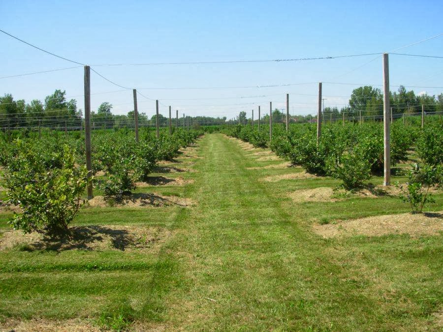 La bleuetière Joualbleu | 1341 Rte de Michaudville, Saint-Jude, QC J0H 1P0, Canada | Phone: (450) 888-1341