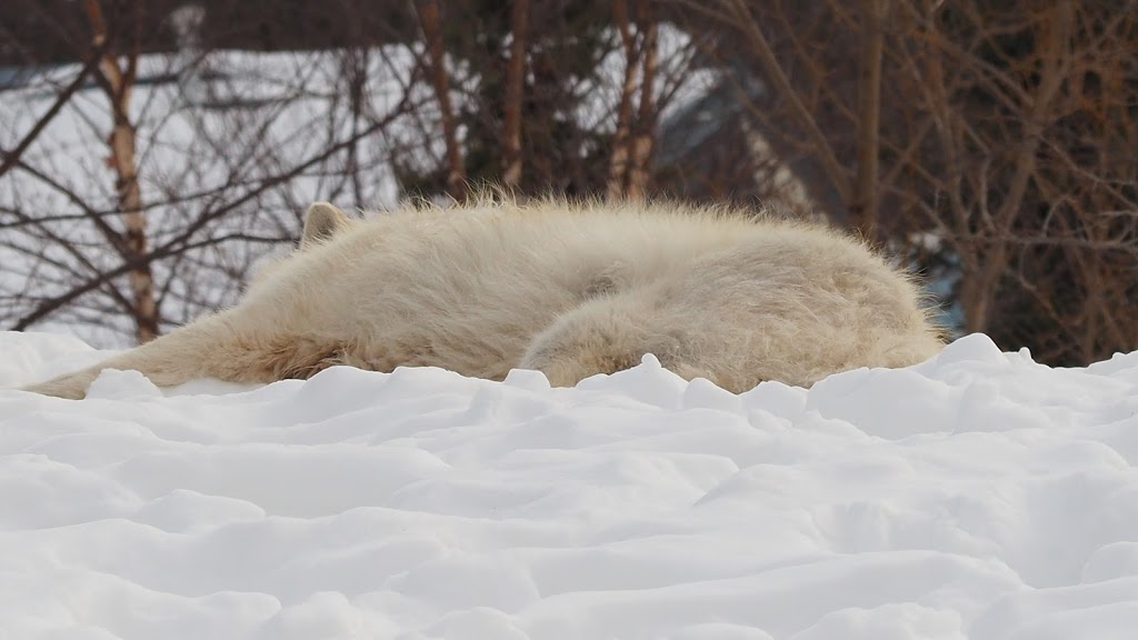 Arctic Wolf Exhibit | 2000 Meadowvale Rd, Scarborough, ON M1B 5K7, Canada | Phone: (416) 392-5929