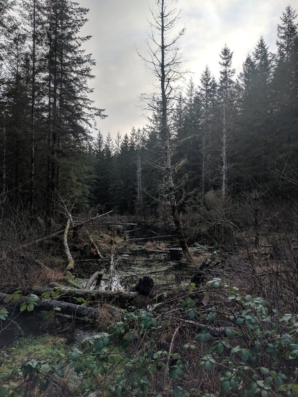 Alger Alp Trail | Bellingham, WA 98229, USA