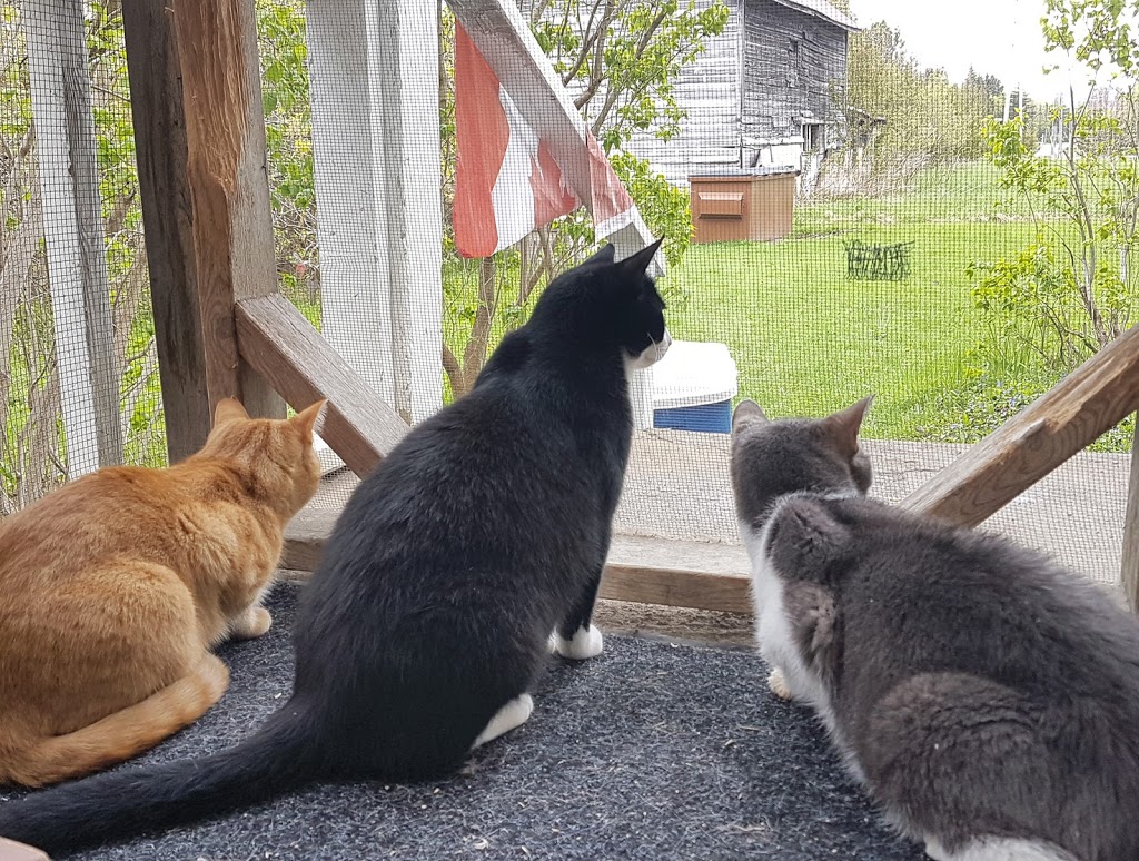 Blue Mountains Animal Shelter | 131 King St W, Thornbury, ON N0H 2P0, Canada | Phone: (519) 599-5289