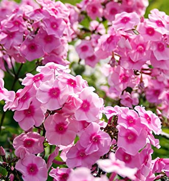50 Mather - Perennials | 50 Mather Rd, Bancroft, ON K0L 1C0, Canada | Phone: (613) 332-8532
