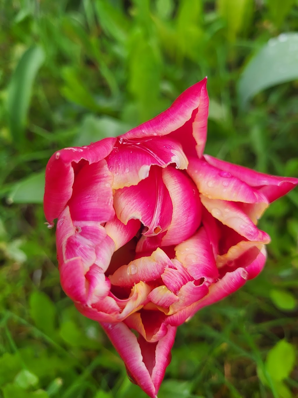The MicroFarm on Green Lake | 6634 Valleyview Dr, Nanaimo, BC V9T 5R7, Canada | Phone: (250) 618-8751