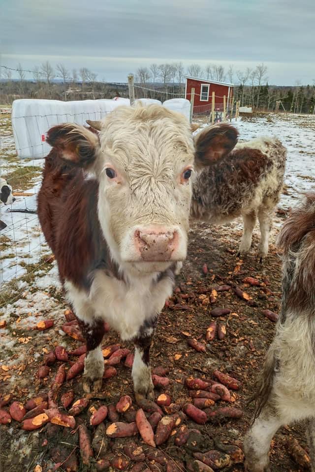 TwinAitch Food for Thought | 7153 NS-12, New Ross, NS B0J 2M0, Canada | Phone: (902) 240-5430