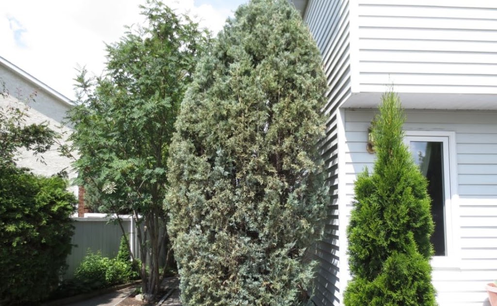 Tree Removal Barrie | 226 Bayview Dr, Barrie, ON L4N 4Y8, Canada | Phone: (705) 243-4540