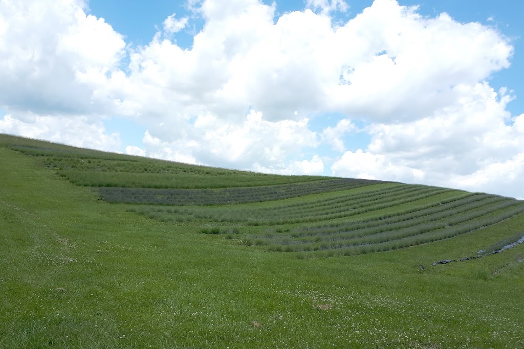 Kelso Lavender | 8649 Appleby Line, Campbellville, ON L0P 1B0, Canada | Phone: (647) 473-4007