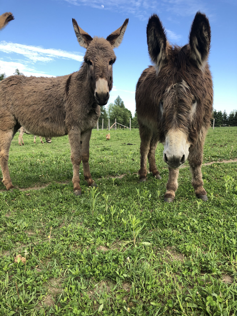 Shakell Farms | 4274 Penetanguishene Rd, Hillsdale, ON L0L 1V0, Canada | Phone: (705) 828-0524