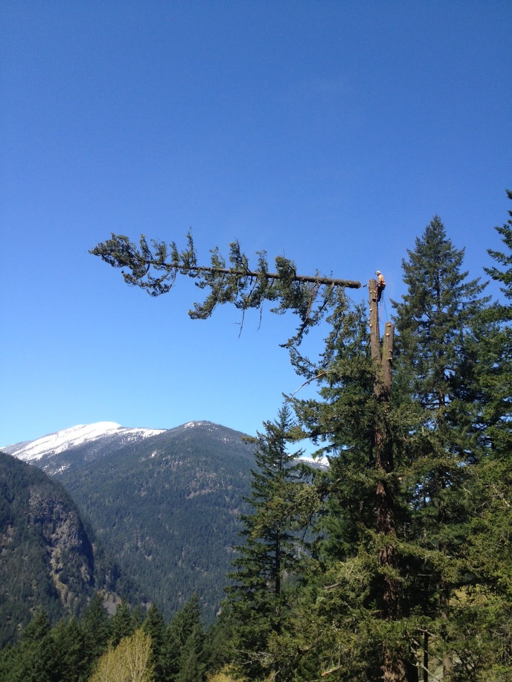Joe Skillen Tree Services Ltd. | 42244 Yarrow Central Rd, Chilliwack, BC V2R 5H8, Canada | Phone: (604) 858-9376
