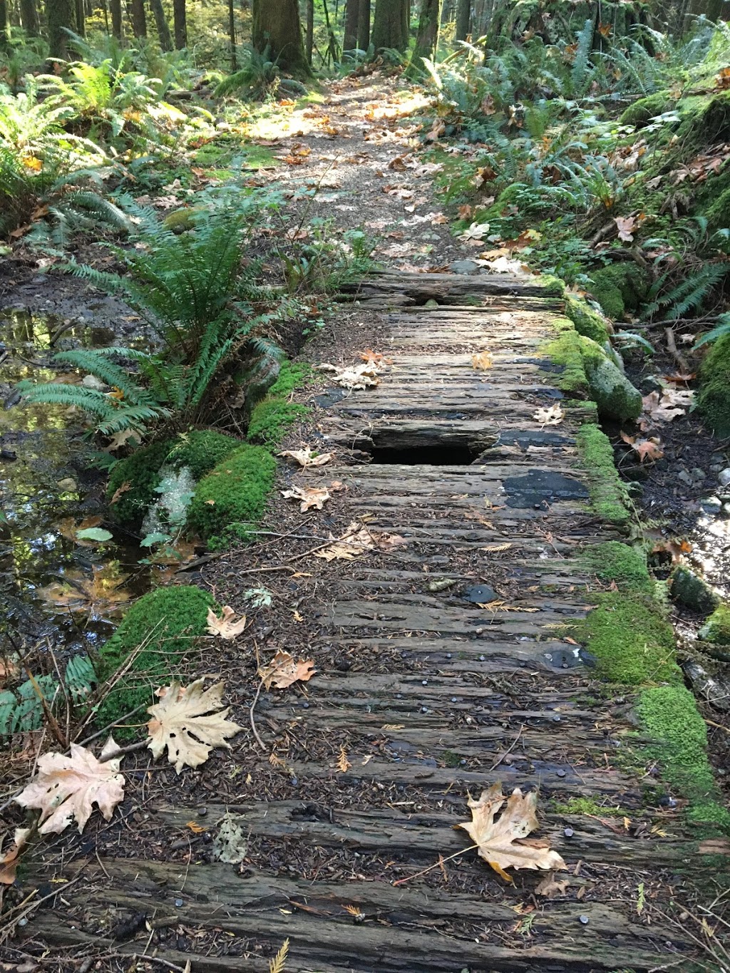Loop Trail | Golden Ears Pkwy, Maple Ridge, BC V0M, Canada