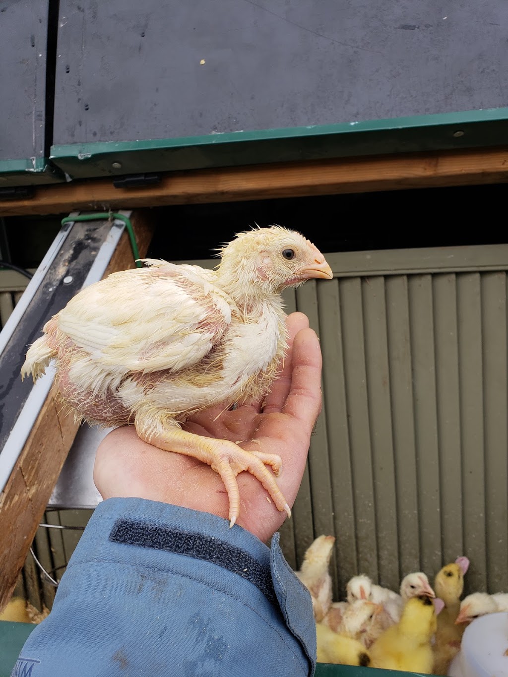 Freys Hatchery | 80 Northside Dr, St. Jacobs, ON N0B 2N0, Canada | Phone: (519) 664-2291