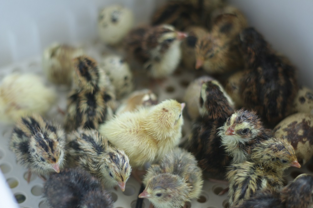 Ontario Quail Farm | 1417 Vances Side Rd, Woodlawn, ON K0A 3M0, Canada | Phone: (416) 669-2111