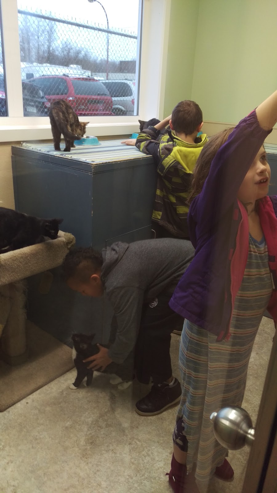Prince Albert SPCA Animal Care Centre | 1125 N Industrial Dr, Prince Albert, SK S6V 5T1, Canada | Phone: (306) 763-6110