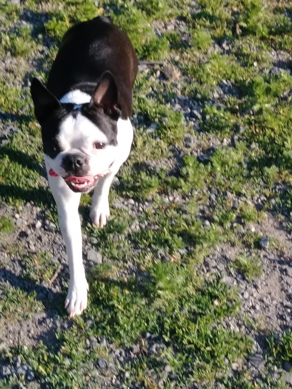 Lake Padden Dog Park | 4882 S Samish Way, Bellingham, WA 98226, USA | Phone: (360) 738-7400