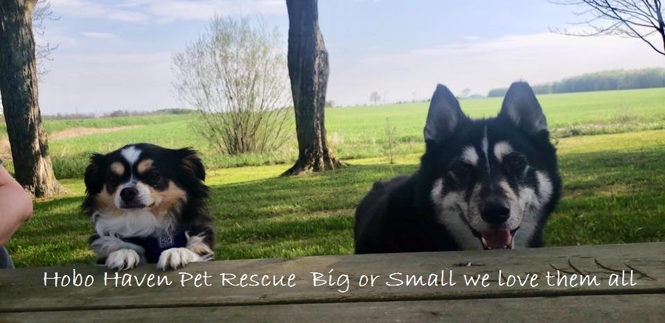 Hobo Haven Rescue | King St N, St. Jacobs, ON N0B 2N0, Canada | Phone: (519) 721-3199