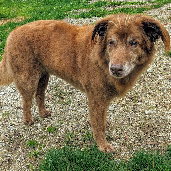 Woofs of Wisdom | Burton Rd, Gibsons, BC V0N 1V2, Canada | Phone: (604) 861-9663