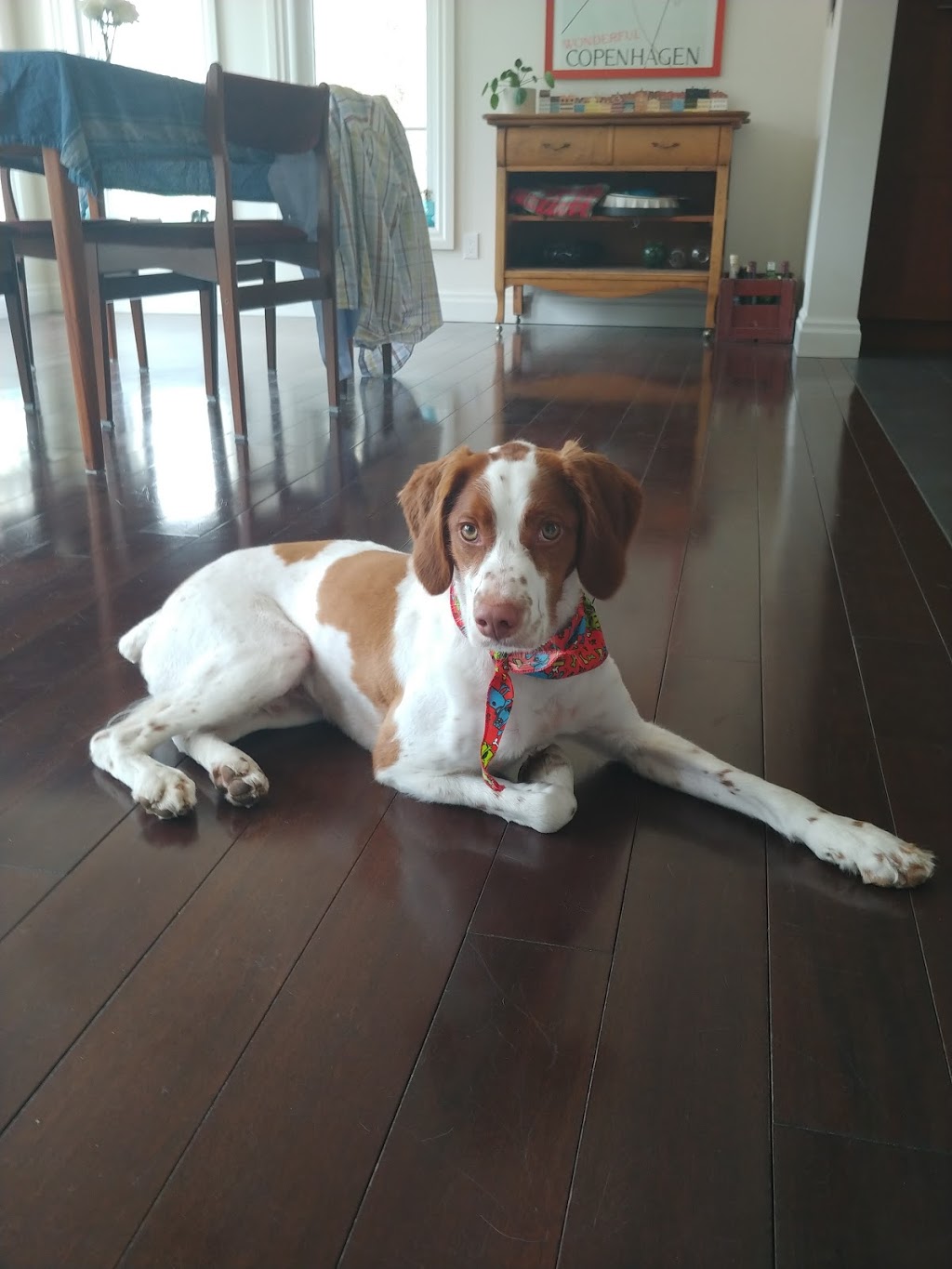 Windham House Boarding & Grooming Spa | 1100 Windham Road 7, Vanessa, ON N0E 1V0, Canada | Phone: (519) 443-0999