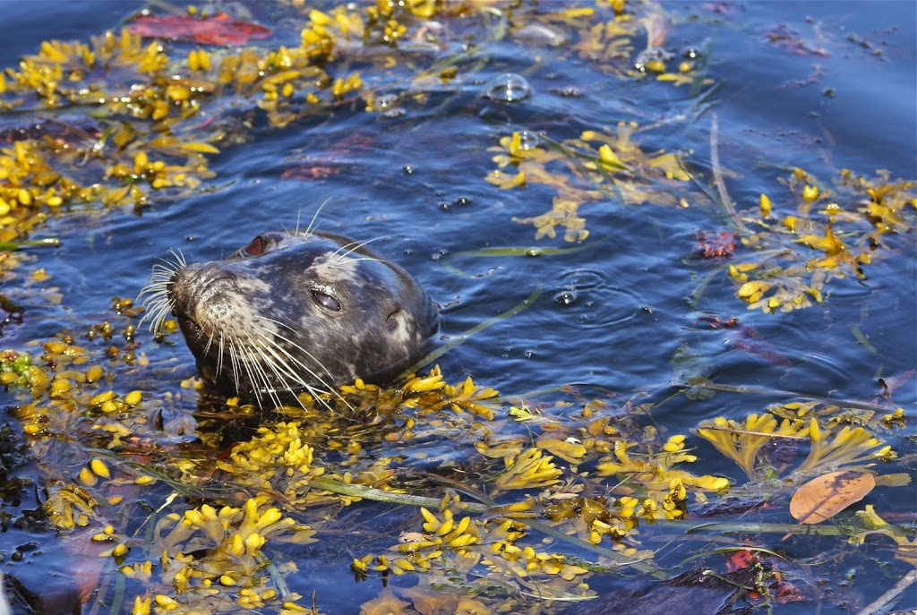 VANCOUVER ISLAND ELES ESCAPE B&B by the SEA | 7461 Lantzville Rd, Lantzville, BC V0R 2H0, Canada | Phone: (250) 933-4837