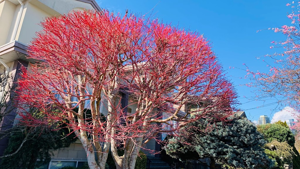 悦来客栈 | 4393 Victory St, Burnaby, BC V5J 1R1, Canada | Phone: (778) 865-3263