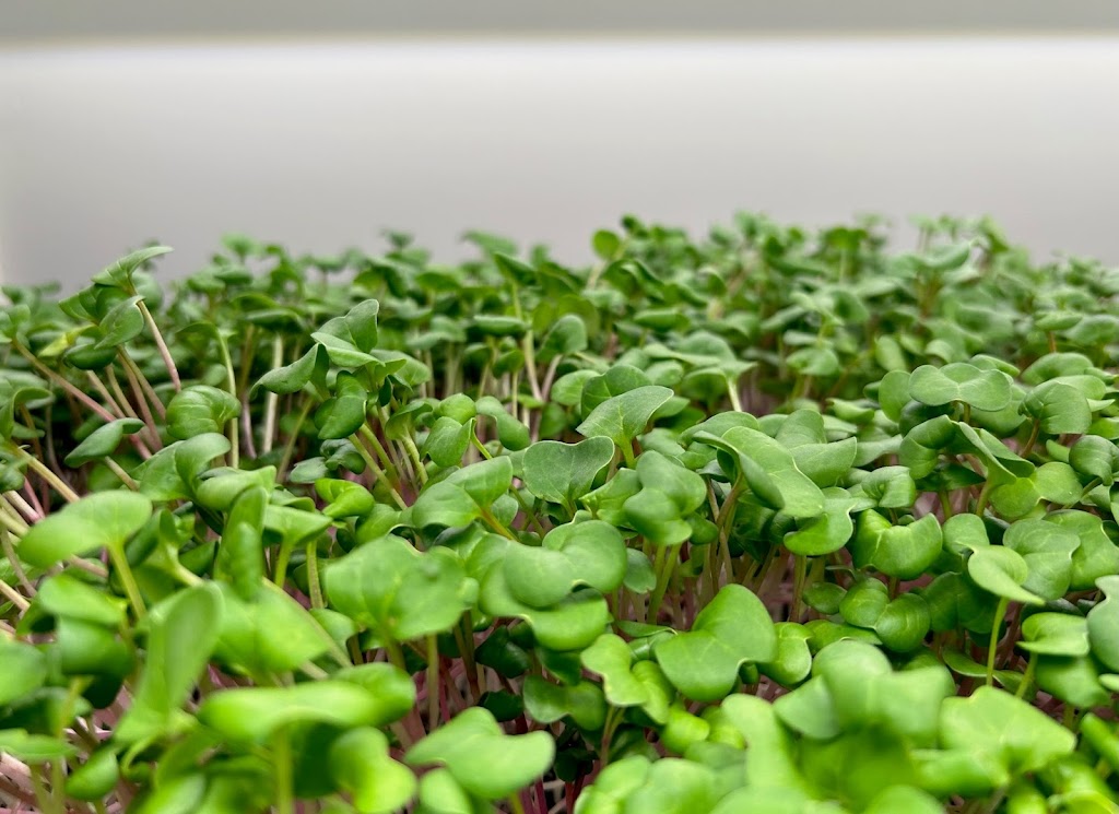 Free The Greens | 63 Wallings Rd, Haliburton, ON K0M 1S0, Canada | Phone: (705) 571-6420
