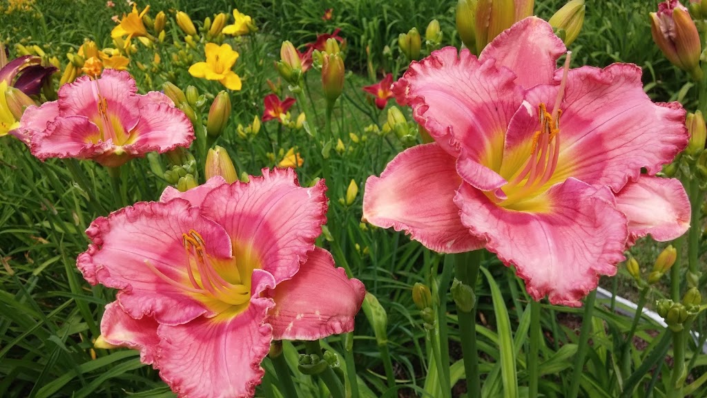 Jardin des Nuances | 441 Rang N, Sainte-Victoire-de-Sorel, QC J0G 1T0, Canada | Phone: (450) 494-3955