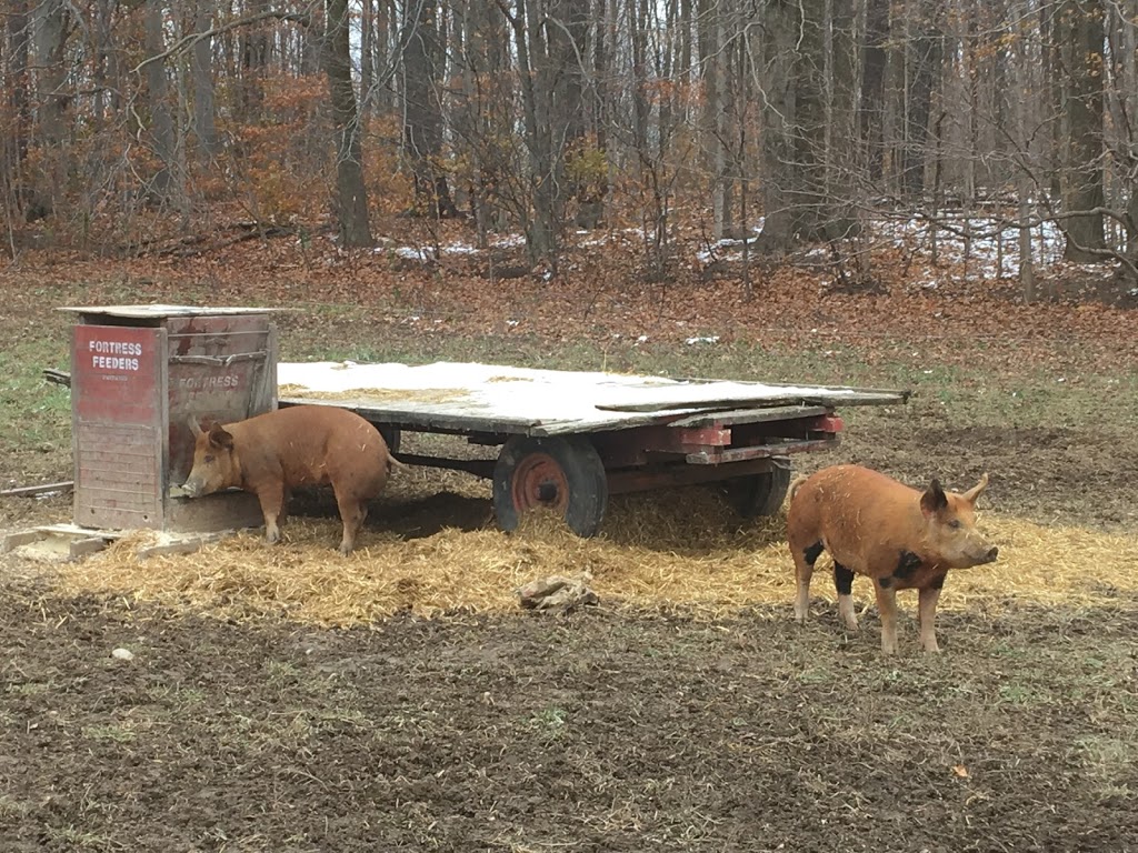 5 Chicks and a Farmer | 81088 Beechwood Line, Seaforth, ON N0K 1W0, Canada | Phone: (519) 444-8025