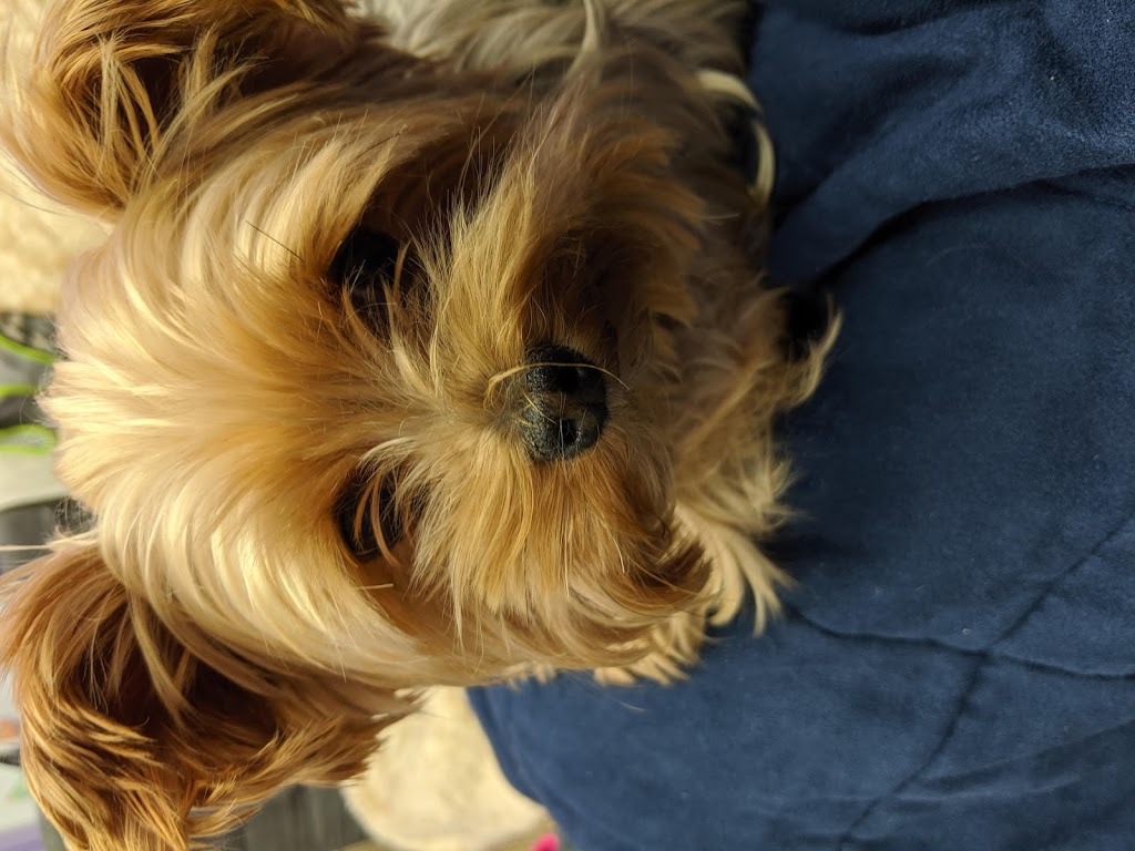 Senior Paws Pet Services | 36 Brookshire Ct Unit 6, Bedford, NS B4A 4E2, Canada | Phone: (902) 431-4244