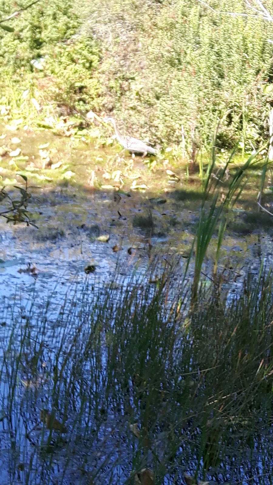 Weddles Lake Park | Chemainus, BC V0R 1K4, Canada | Phone: (250) 746-3100
