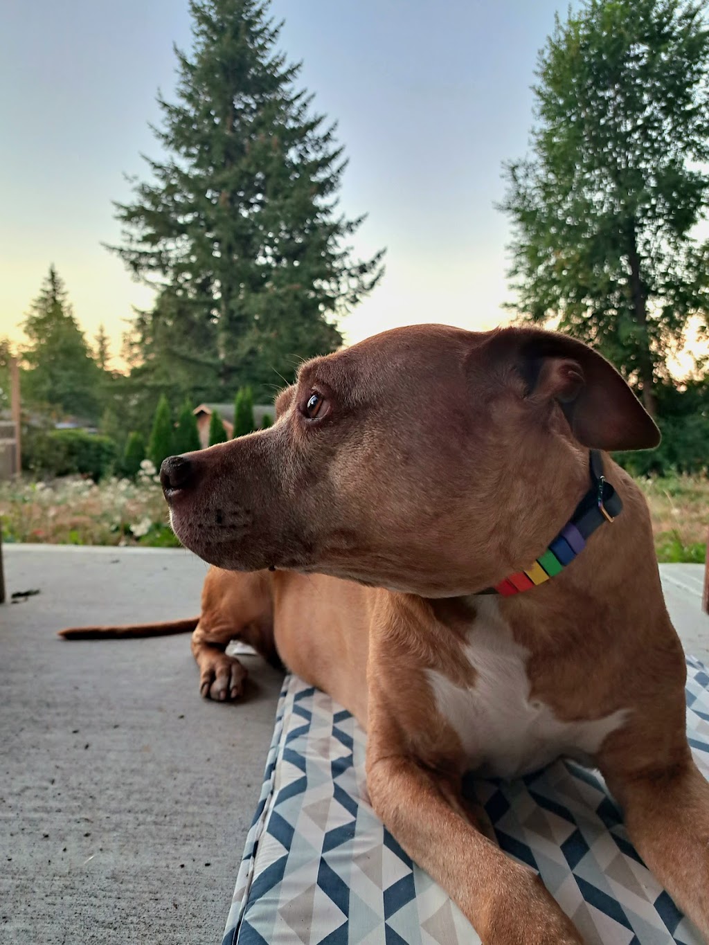 Stave Lake Veterinary Hospital | 7871 Stave Lake St E130, Mission, BC V2V 0B5, Canada | Phone: (604) 286-0160