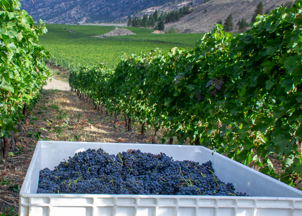 Vanessa Vineyard | 1090 BC-3, Cawston, BC V0X 1C3, Canada | Phone: (250) 499-8811