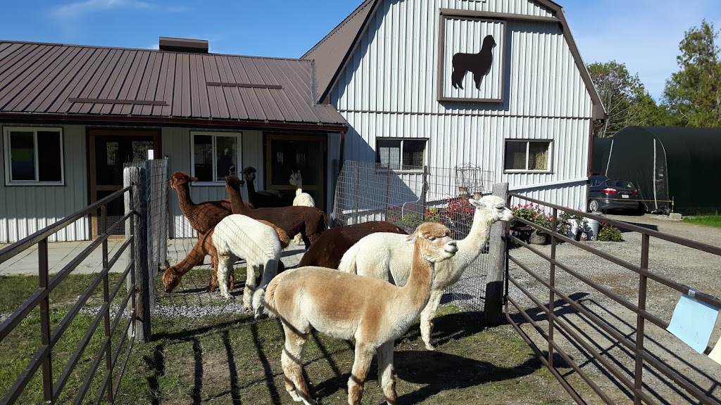 Salem Alpacas | 363 Salem Rd, Manilla, ON K0M 2J0, Canada | Phone: (705) 786-2023