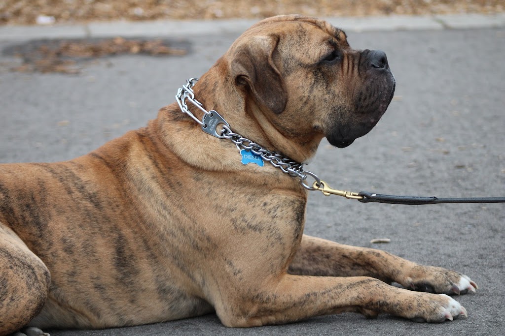 Barbosa k9s | 22 Bunting Dr, Brampton, ON L6Y 2H5, Canada | Phone: (647) 248-2411