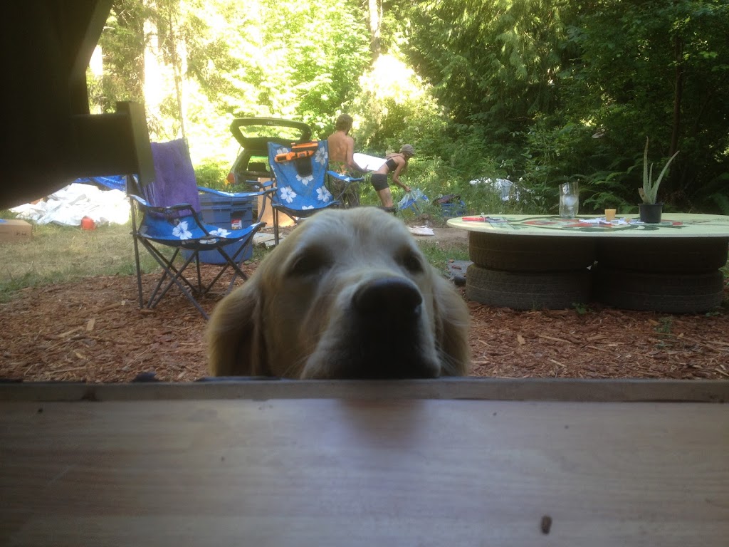 Little Doggy Playcare & House Sitting | Salt Spring Island | 115 Fulford-Ganges Rd #3013, Salt Spring Island, BC V8K 1W2, Canada | Phone: (250) 537-7827