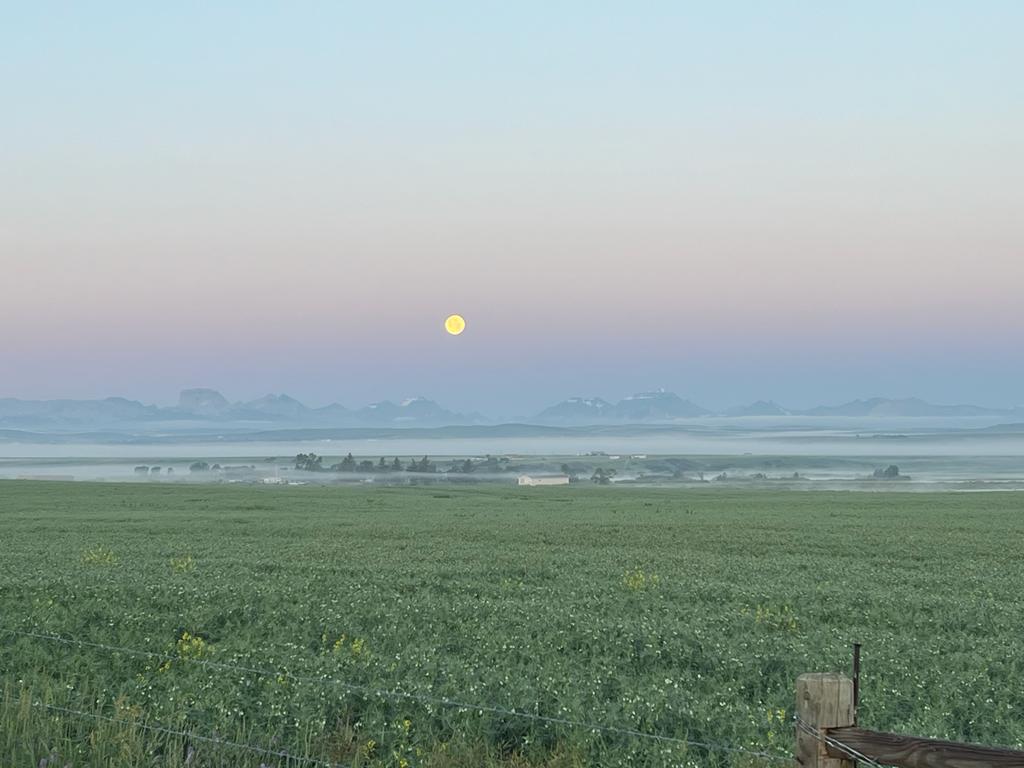 Summit Farms Ab Ltd | 855 2 Ave E, Cardston, AB T0K 0K0, Canada | Phone: (403) 308-4794