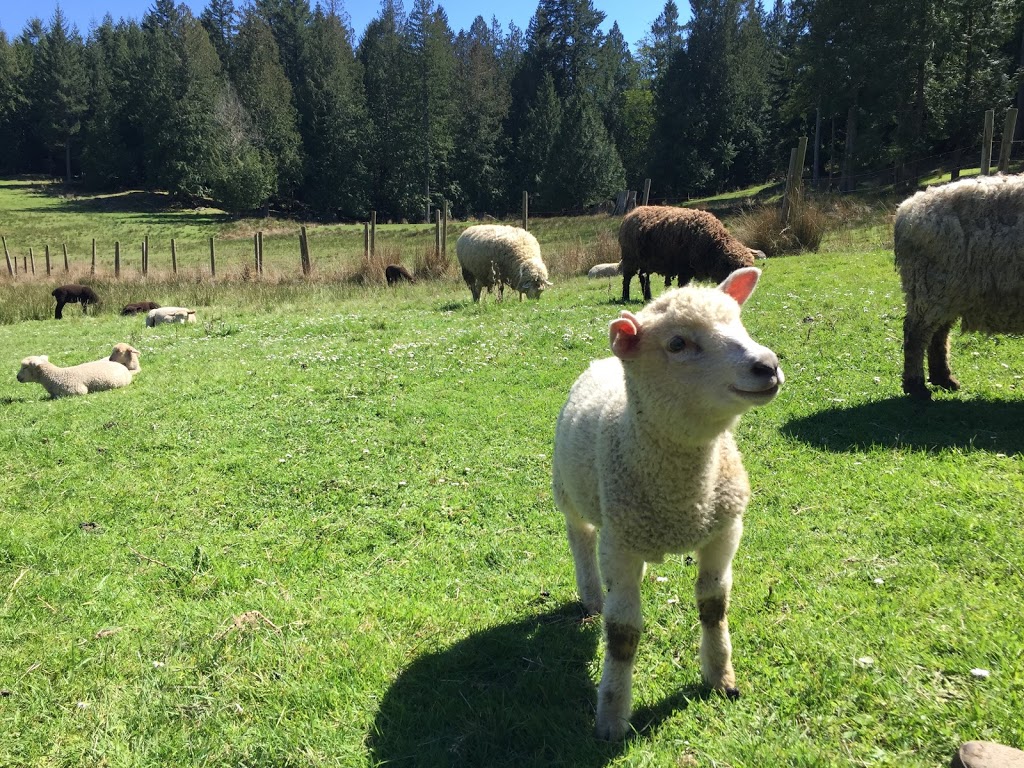 Meadowmist Farm | 380 Merryman, Mayne Island, BC V0N 2J2, Canada | Phone: (250) 539-3316