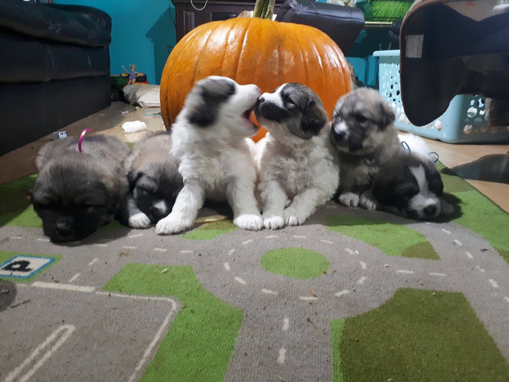 Annie The Pyrenees | 035243 Sideroad 21 & 22, Grand Valley, ON L9W 0H3, Canada | Phone: (519) 278-0860