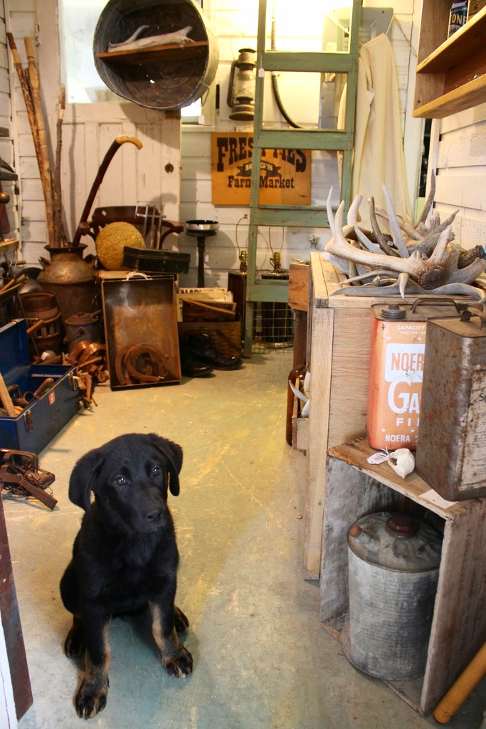 Treasures in the Wind | 1313 7th Ave, Invermere, BC V0A 1K0, Canada | Phone: (250) 341-5430