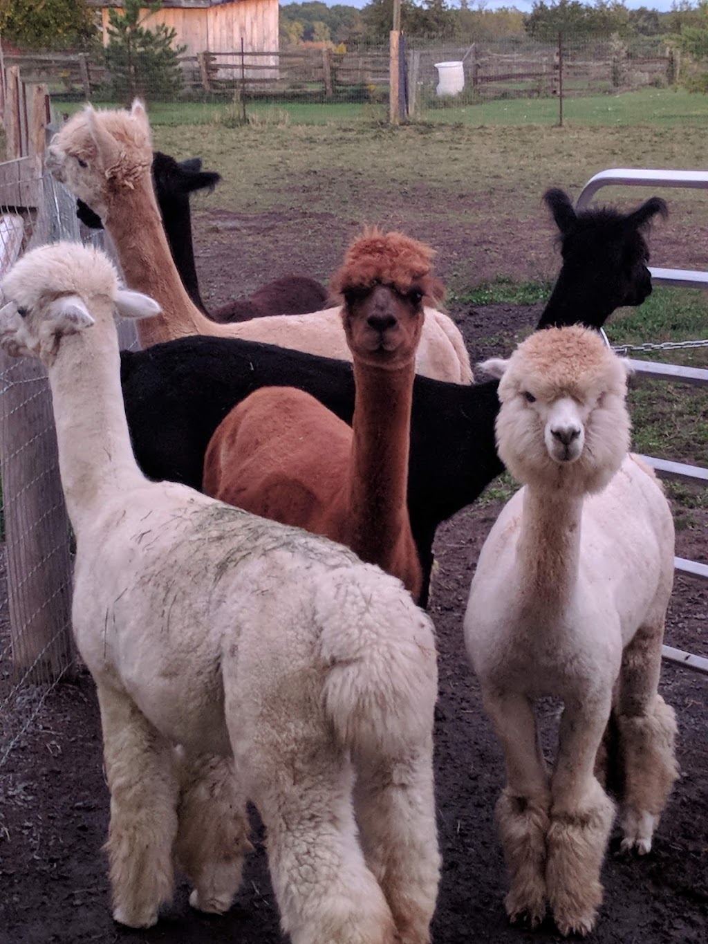 Silver Birch Alpacas | 4650 County Rd 9, Greater Napanee, ON K7R 3K8, Canada | Phone: (416) 802-7750