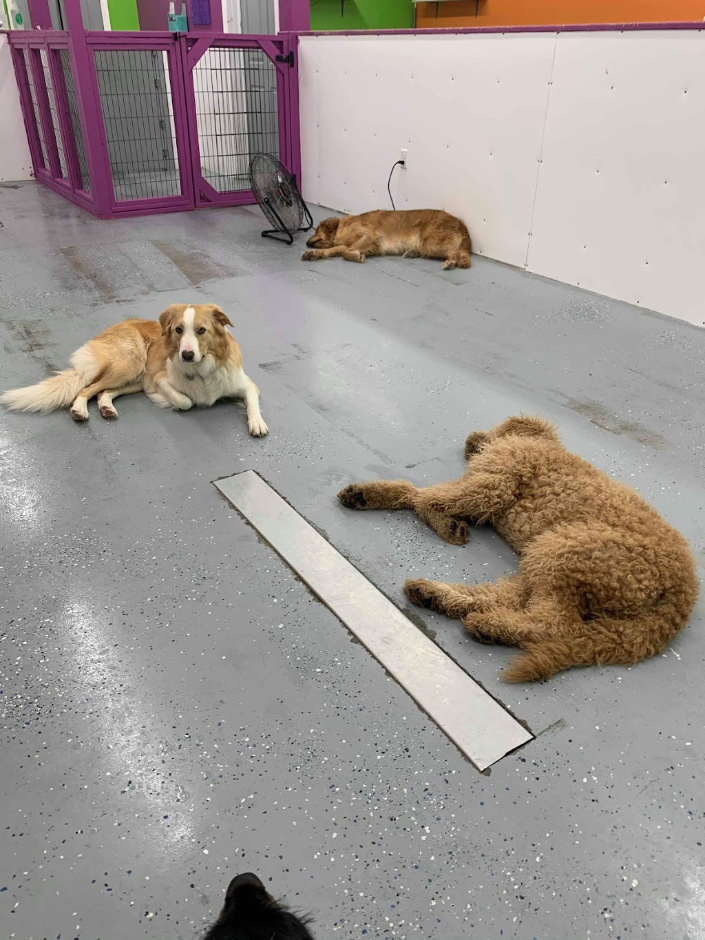 Paw-some Adventures Inc | 36 Venture Crescent, Elmsdale, NS B2S 0B2, Canada | Phone: (902) 259-2990