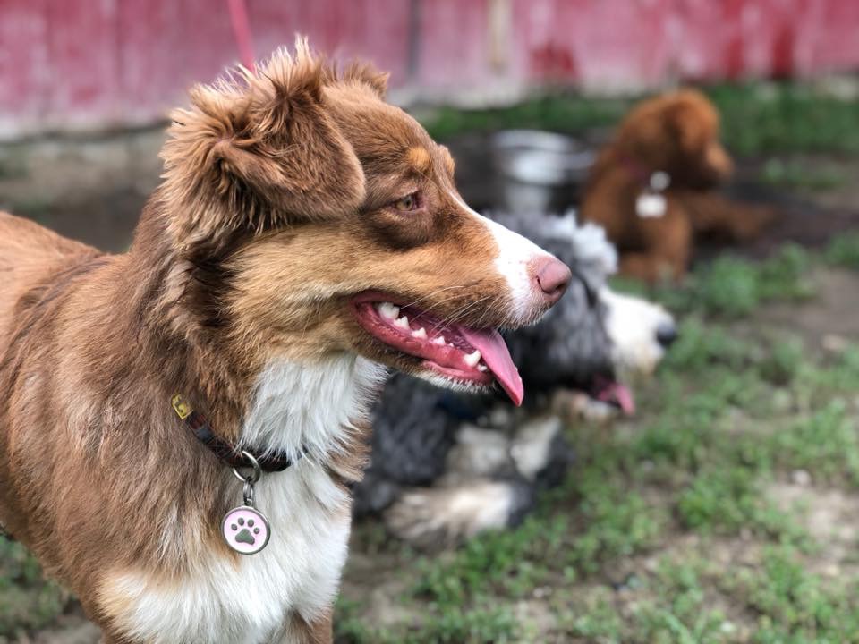 Centre Canin Laka | 494 Chemin Bella-Vista, Saint-Basile-le-Grand, QC J3N 1M4, Canada | Phone: (450) 653-5150