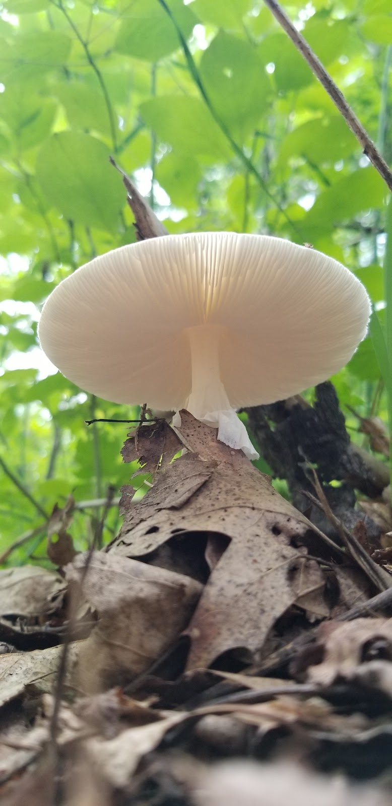 Woodsong County Park | 3494 Abbottsford Rd, North Street, MI 48049, USA