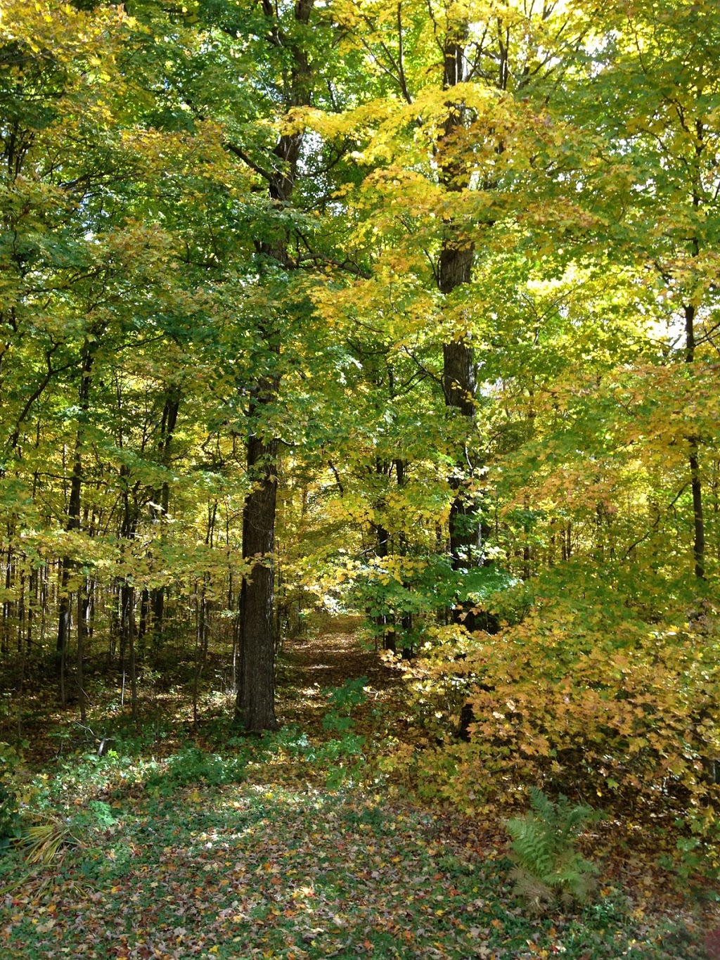 Cerulean Forest Reiki | 1458 County Rd 8, Delta, ON K0E 1G0, Canada | Phone: (613) 331-0742